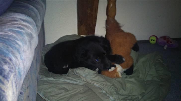 Blanding af racer Cassíe billede 8