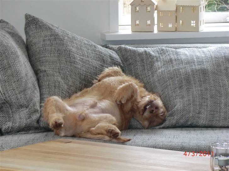 Basset fauve de bretagne Luffe - så er det hugger. billede 2