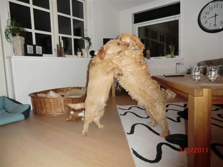 Basset fauve de bretagne Luffe - det er når de fyre den af får vilest. billede 3