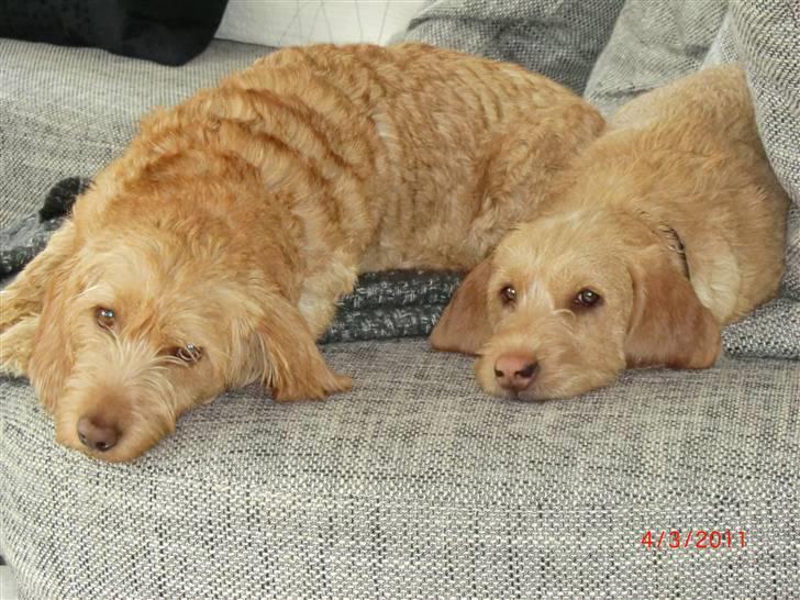 Basset fauve de bretagne Luffe - sorebor og lillebro slaper af. billede 4