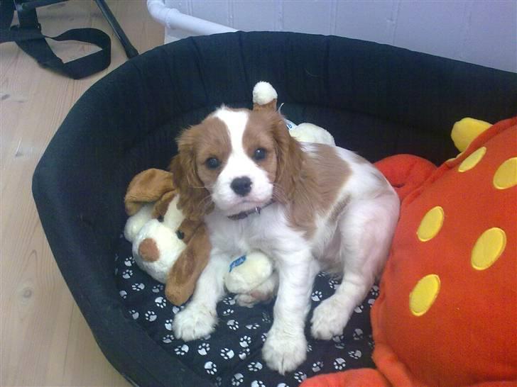 Cavalier king charles spaniel Thyholms Opus One billede 6