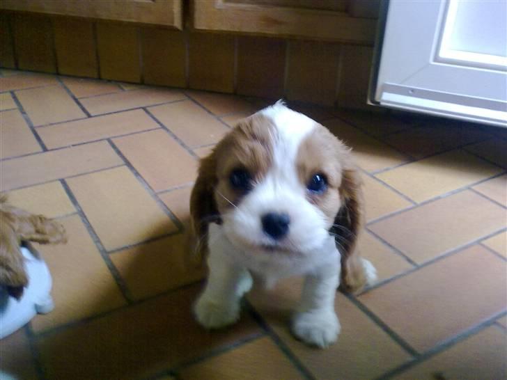 Cavalier king charles spaniel Thyholms Opus One billede 7