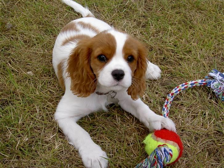 Cavalier king charles spaniel Thyholms Opus One billede 8