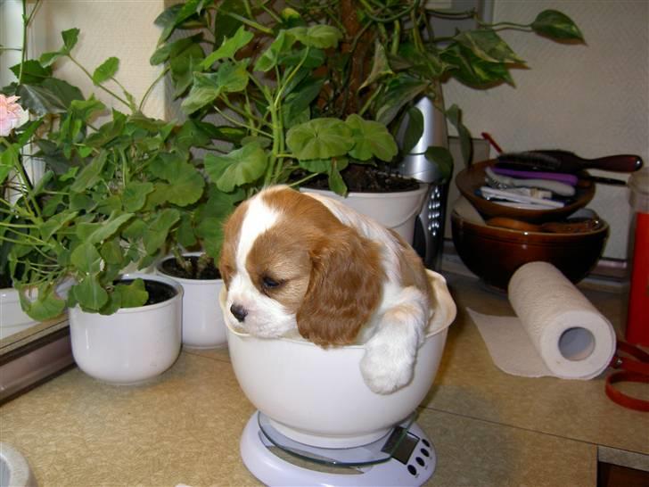 Cavalier king charles spaniel Thyholms Opus One billede 9