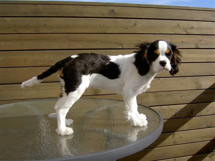 Cavalier king charles spaniel Thyholms Quick Silver billede 5