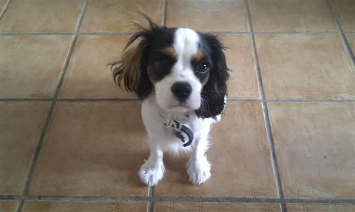 Cavalier king charles spaniel Thyholms Quick Silver billede 6
