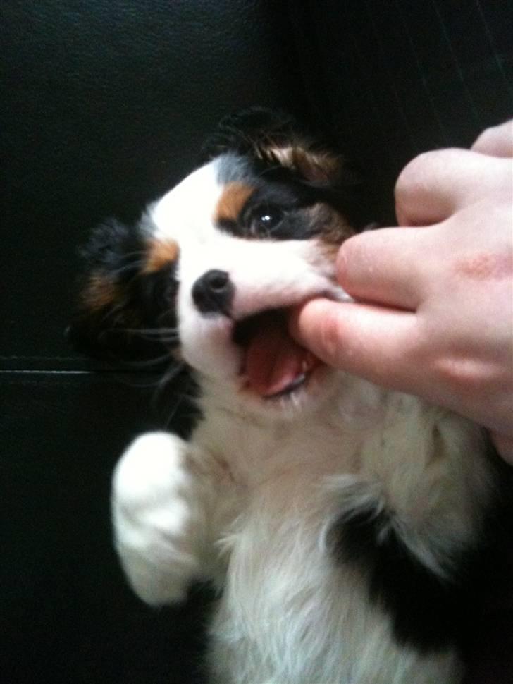 Cavalier king charles spaniel Thyholms Quick Silver billede 7