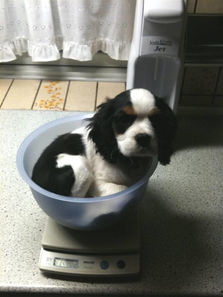 Cavalier king charles spaniel Thyholms Quick Silver billede 8