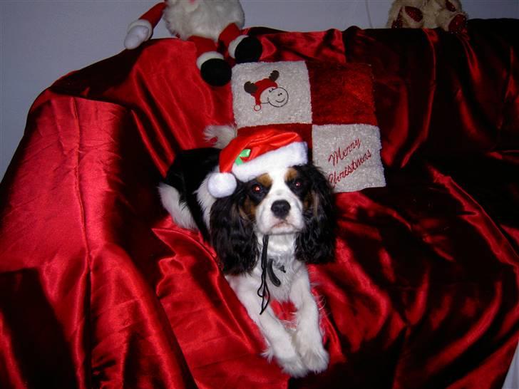 Cavalier king charles spaniel Thyholms Quick Silver billede 9