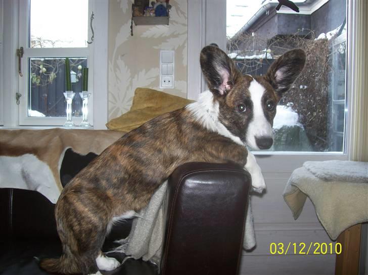 Welsh corgi cardigan JAZZ billede 1