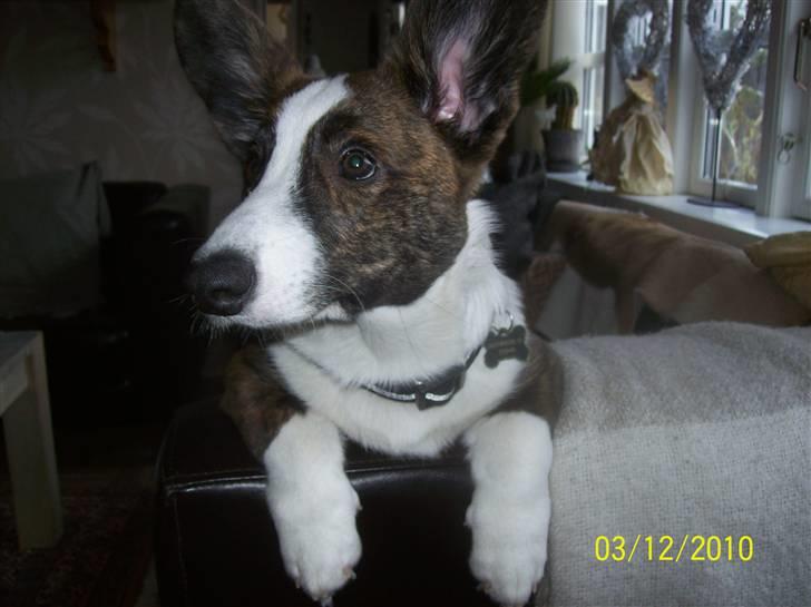 Welsh corgi cardigan JAZZ billede 2