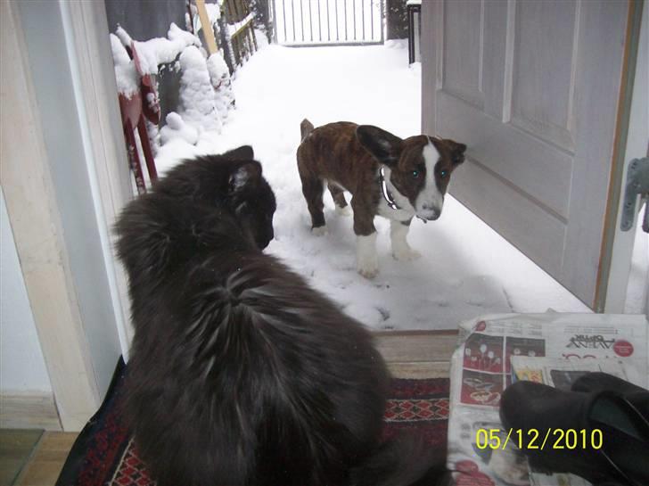 Welsh corgi cardigan JAZZ billede 3