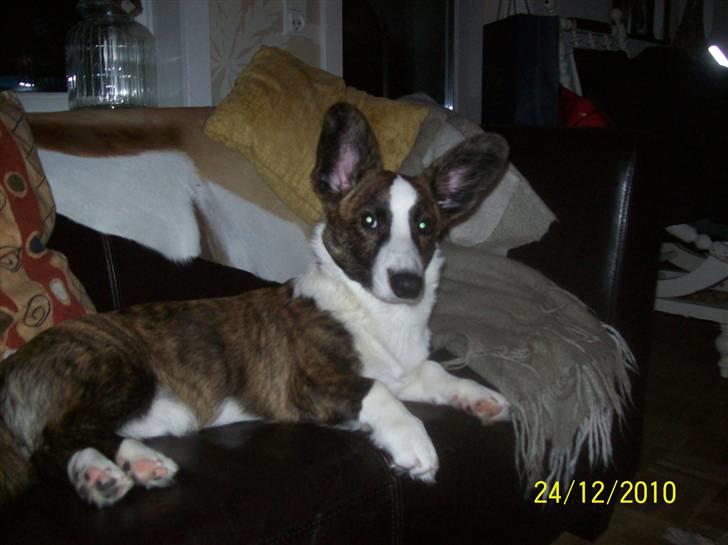 Welsh corgi cardigan JAZZ billede 4