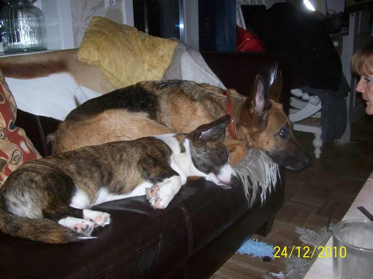 Welsh corgi cardigan JAZZ - Min bedste ven er schæferhunden Kahlua billede 5