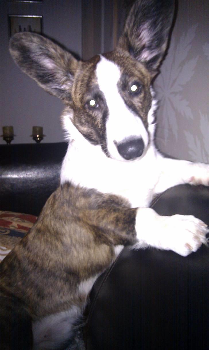 Welsh corgi cardigan JAZZ billede 6