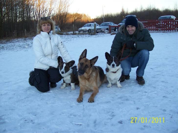 Welsh corgi cardigan JAZZ billede 7