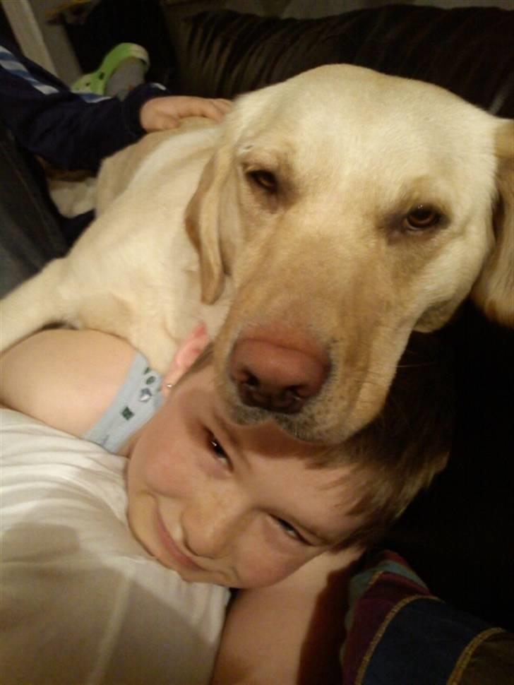 Labrador retriever Pixi - Man er aldrig for stor til at være en skødehund billede 20