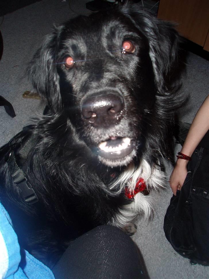 Blanding af racer Hannibal billede 11