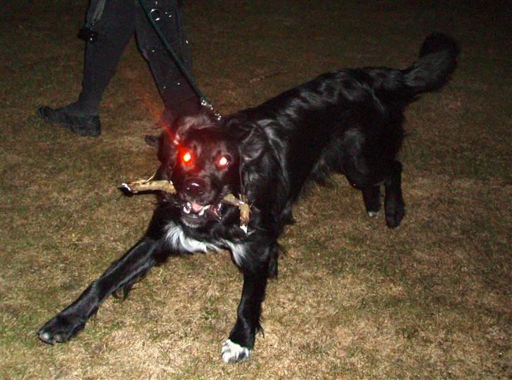 Blanding af racer Hannibal - Demon hunden :D billede 12