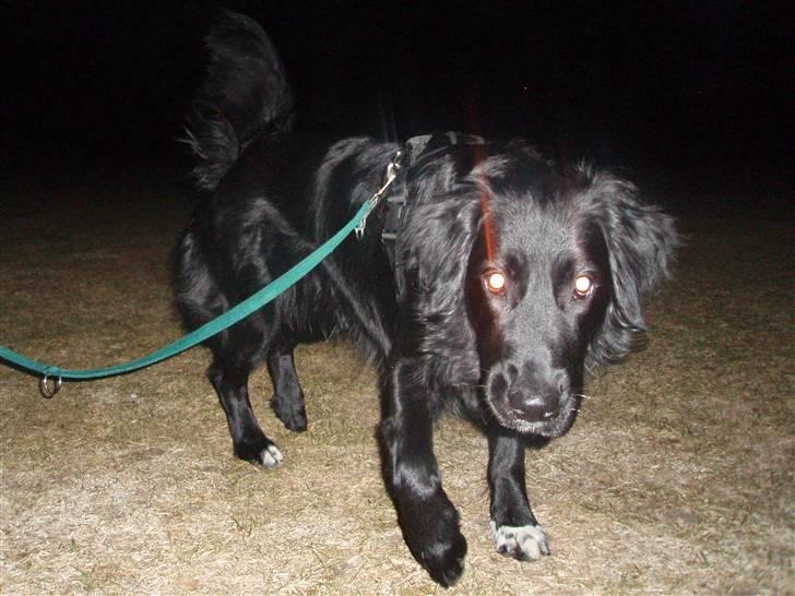 Blanding af racer Hannibal billede 13