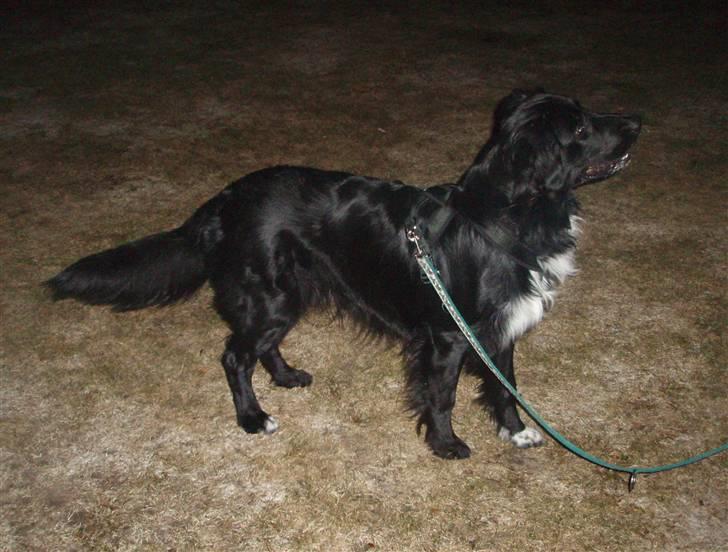 Blanding af racer Hannibal billede 14