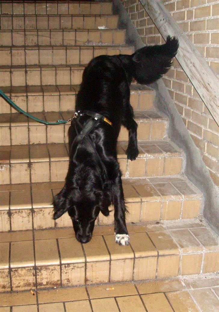 Blanding af racer Hannibal - Puha det er svært at gå på trapper uden at falde billede 15