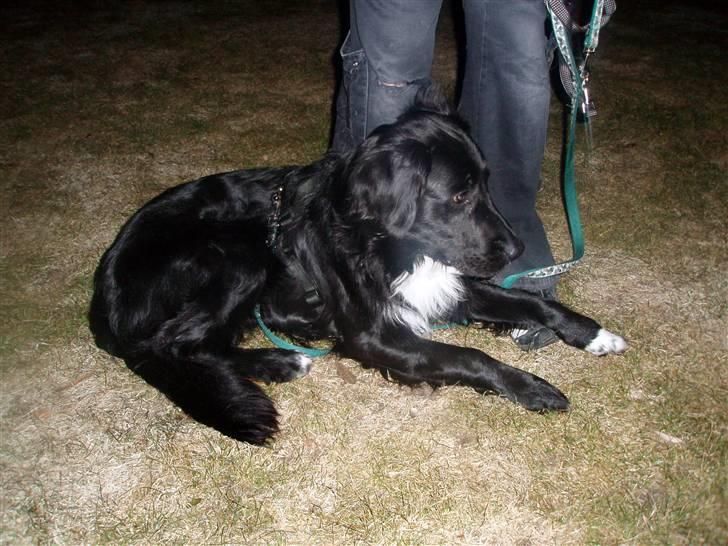 Blanding af racer Hannibal billede 16