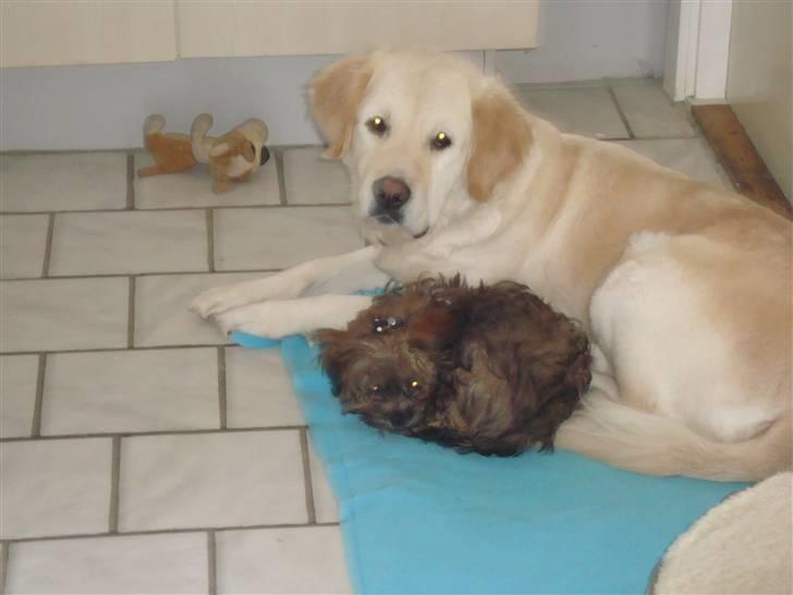 Golden retriever Laika billede 11