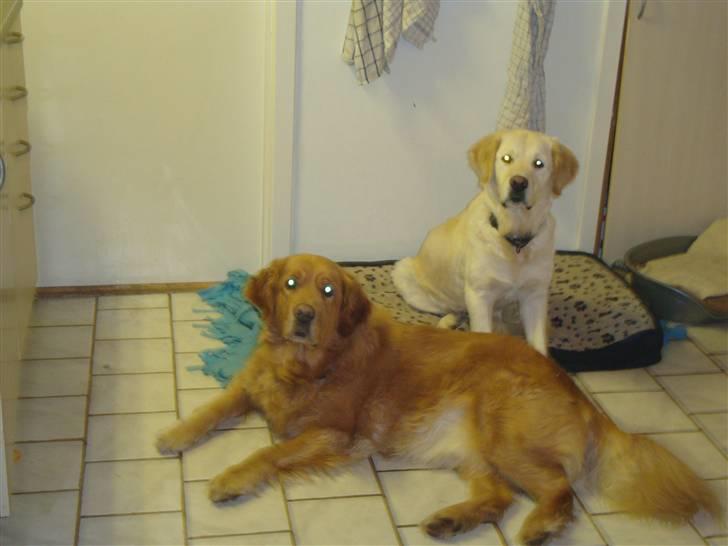 Golden retriever Laika billede 12