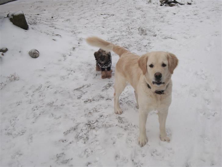 Golden retriever Laika billede 13