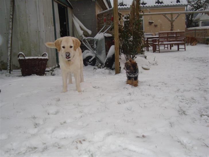 Golden retriever Laika billede 14