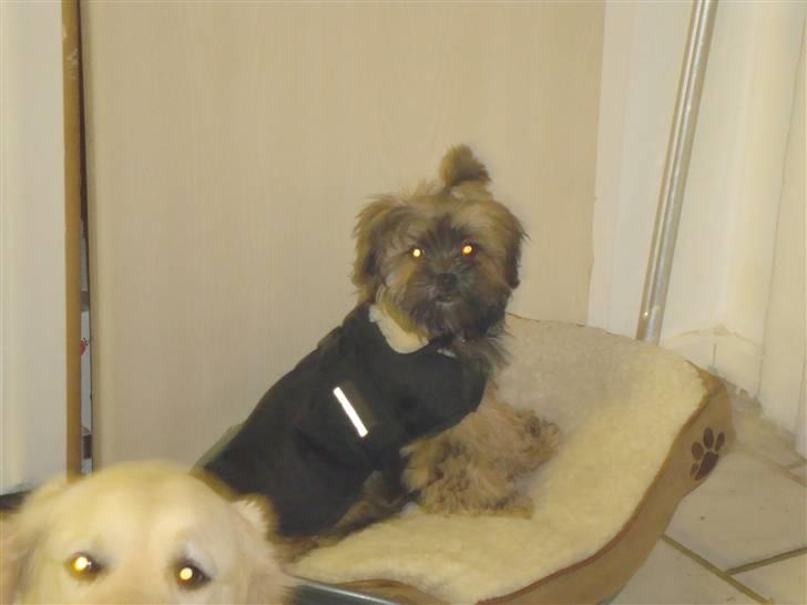 Blanding af racer Albert billede 11