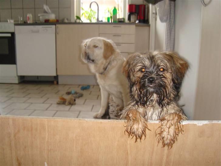 Blanding af racer Albert billede 13