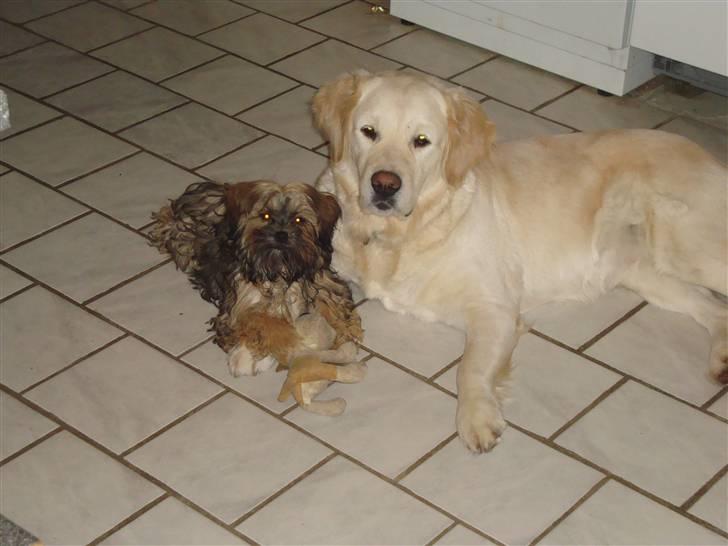 Blanding af racer Albert billede 15