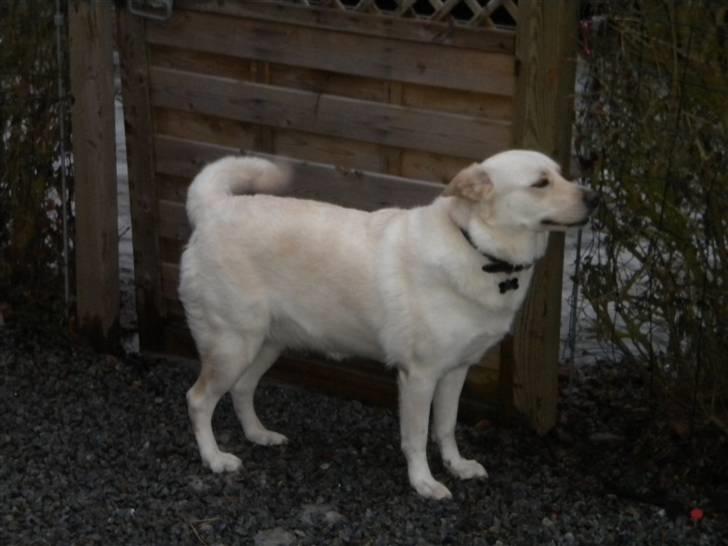 Blanding af racer Sille billede 1