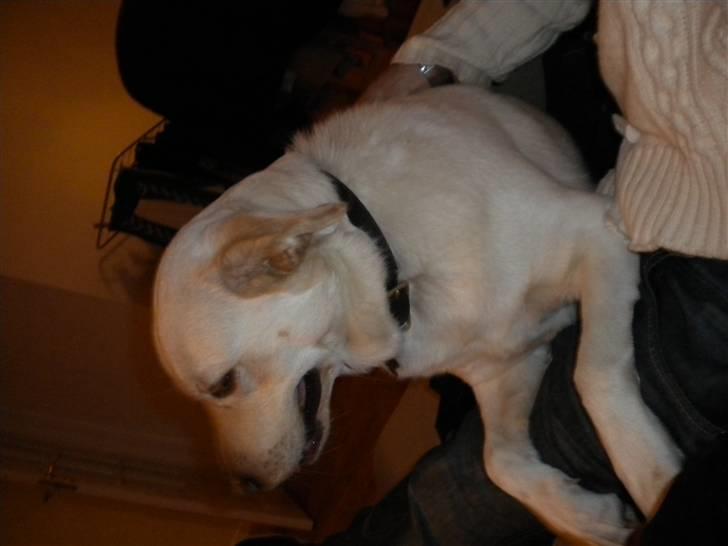 Blanding af racer Sille billede 2