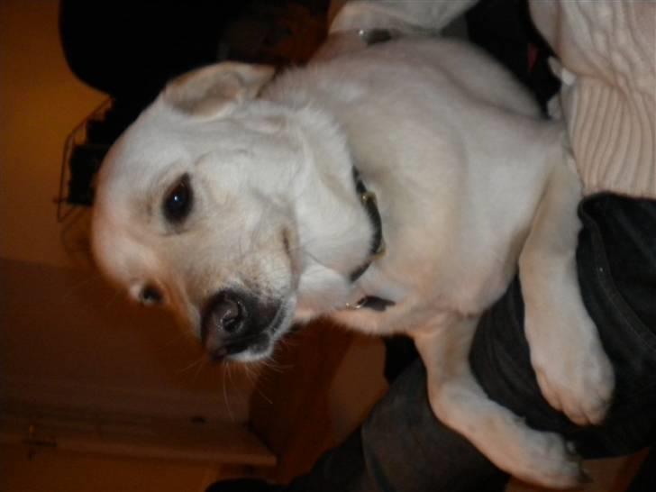 Blanding af racer Sille billede 3