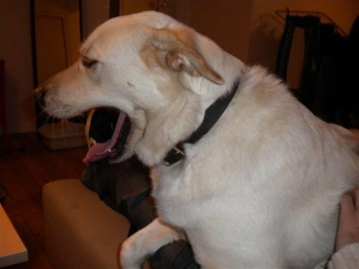 Blanding af racer Sille billede 5