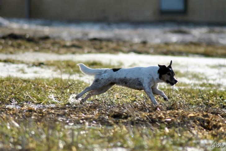 Jack russell terrier BELLA - Det lille lyn :-D billede 12