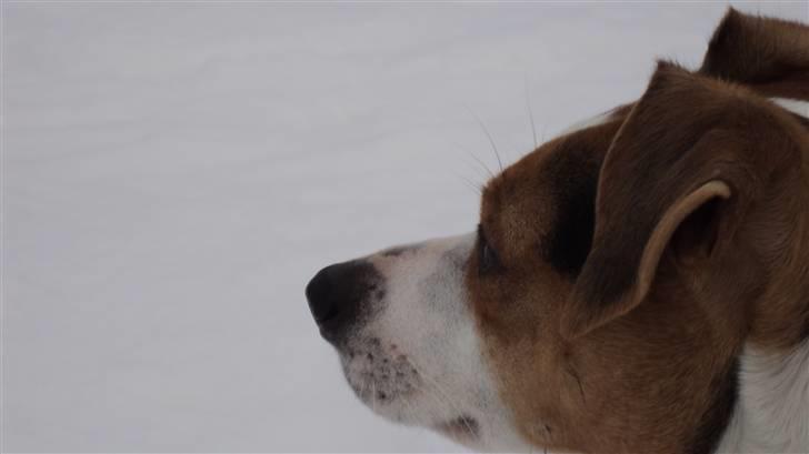 Dansk svensk gaardhund Pelle - Welcome to Pelle´s profile :) Hope you enjoy it! billede 1