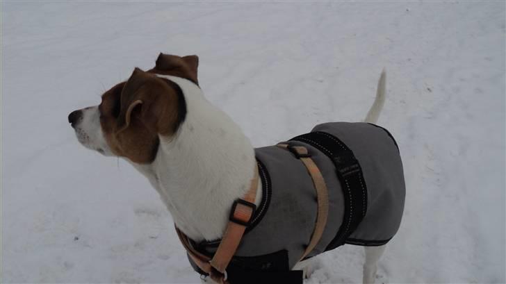 Dansk svensk gaardhund Pelle - Øje på noget?  billede 2