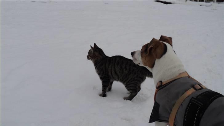 Dansk svensk gaardhund Pelle - Både Stumpen og Pelle har set et eller andet... :) billede 3