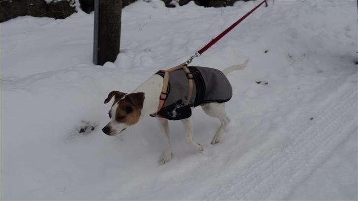 Dansk svensk gaardhund Pelle - Manere? nææh,..  billede 4