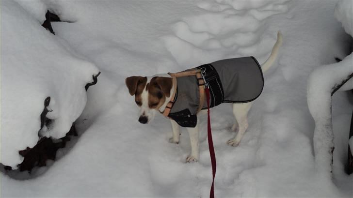 Dansk svensk gaardhund Pelle - Sneen er lidt hård ved en bette dreng... :p billede 5