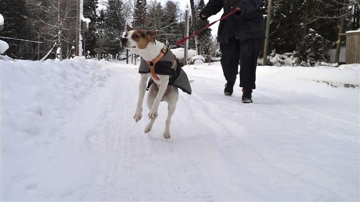 Dansk svensk gaardhund Pelle - Piiiiiii! ja... så fik Pelle øje på et kamera.. og mig bag det ^^ billede 6