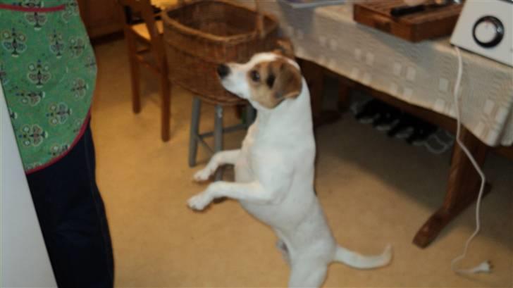 Dansk svensk gaardhund Pelle - Han er utrolig god til at stå på 2 ben... Tror nogen må fortælle ham at hunde har 4?  billede 7