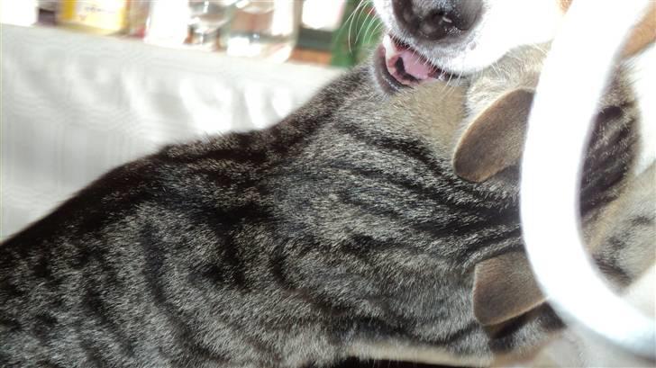 Dansk svensk gaardhund Pelle - og hvad laver han så mod den stakkels kat? Ö  typisk.. tsh..  billede 8