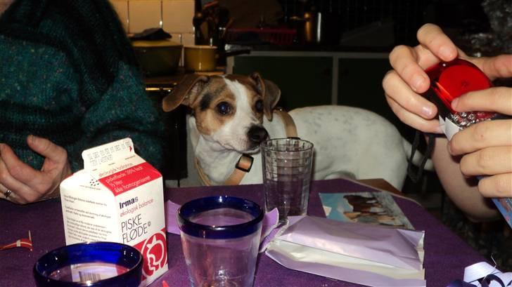 Dansk svensk gaardhund Pelle - Pelle til min fødselsdag.. han skal da også sidde med ved bordet? :D billede 9