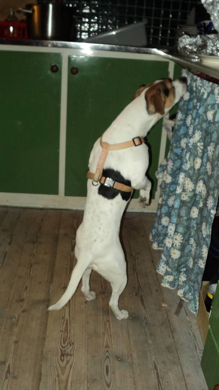 Dansk svensk gaardhund Pelle - mens alle kigger væk... hm... mad..  billede 10