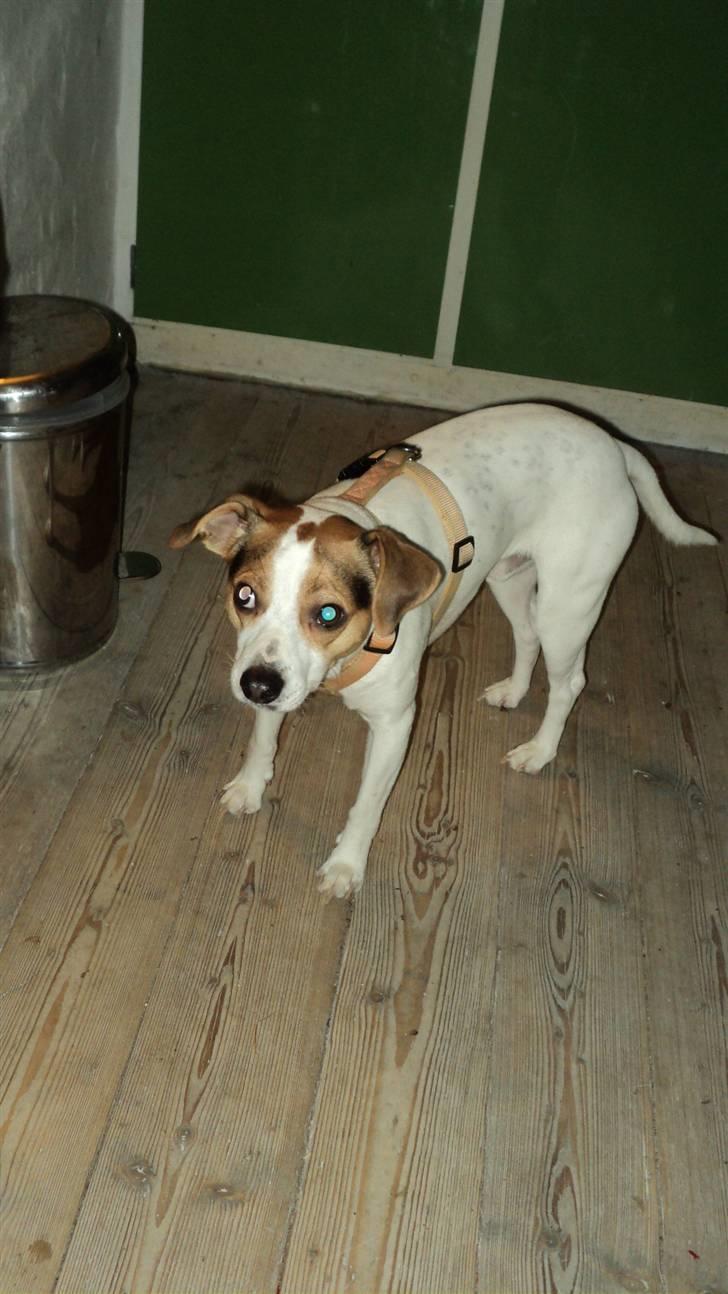 Dansk svensk gaardhund Pelle - Oh pis! bustet :´D billede 11